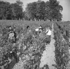 Winegrowers at grape gathering near Lake Geneva, 1962.