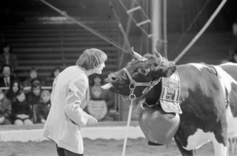 Circus Knie 1973: cow putting its tongue at clown Dimitri.