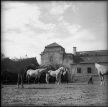 Count Radslav Kinsky with his stud in front of his castle in Bohemia 1956.