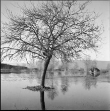 Flood near Ins and Witzwil, 1950.