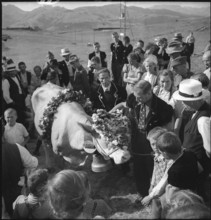 Decorated cow at cheese donation in the Turtmanntal valley, Switzerland, 1940.