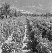 Plantation of tomatoes, 1962.