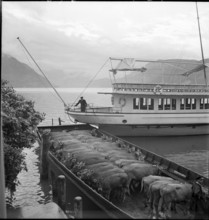 Cattle transport on the Lake Lucerne, 1941.