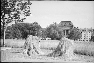 Growing of cereals in Zurich city centre ca. 1940.