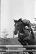 CSIO Lucerne 1974: Paul Weier and Fink