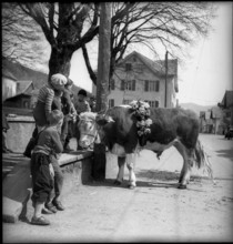 Bull in Valais village, 1954