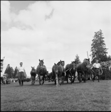 53rd Marché-Concours Saignelégier, parade, 1956