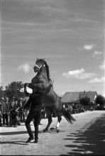 63rd Marché Concours Saignelégier, 1966