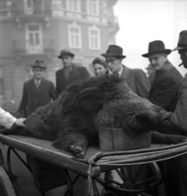 Killed wild boar in Wollishofen, 1945