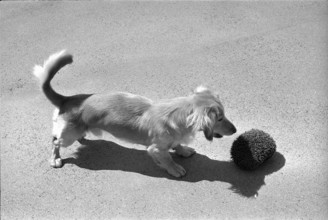 Dachshund Yogi playing with a hedgehog 1970