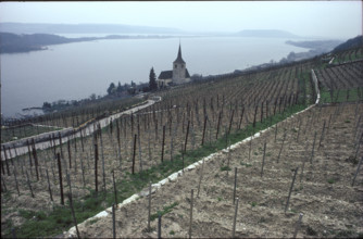 Vineyard near Ligerz 1983