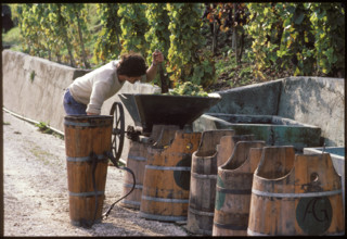 Winegrower mashes freshly harvested grapes 1983