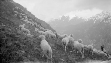 Flock of sheep in the Haslital, 1941