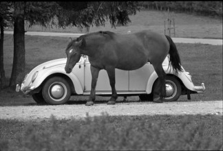 64th Marché-Concours Saignelégier, horsepower, 1967
