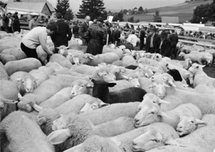 Separation of the sheep in autumn in Riffenmatt, 1970