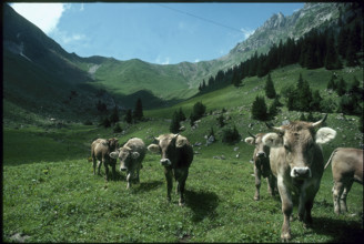 Cows on alpine pasture