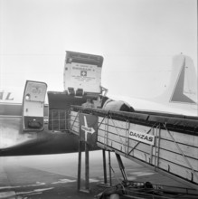 Olympic Games Tokyo 1964: departure of Swiss riding team, Zurich-Kloten airport; wolf