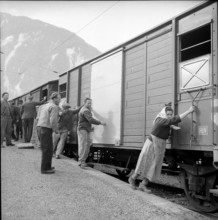 Goats infected by the Malta fever are being removed, 1958