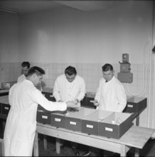 Donated remedies for Hungary being sorted, Berne 1956