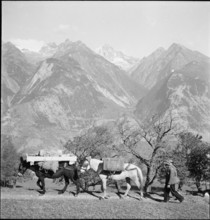 Men with Packhorses, Eischoll, 1945