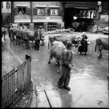 Cattle competitive exhibition in Küblis 1959