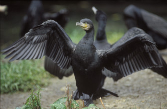Common cormorant drying his feathers 1984