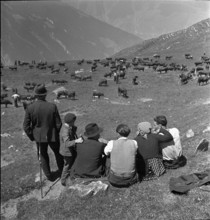 Farmers watch the cattle on the summer pastures, Valais 1942
