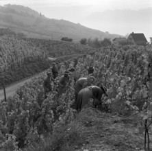 Vintage in Riex in the Lavaux, 1957