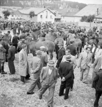 46th Marché Concours Saignelégier, 1949