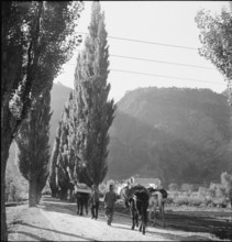 Men with Packhorses, Eischoll, 1945