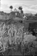 Cutting peat for briquettes; 1940
