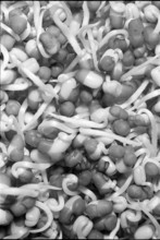 Wheat germ 1969