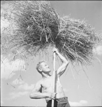 WW 2: grain crop, harvest, Rhine Valley 1941