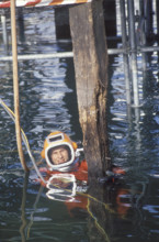 Rebuilding of Chapel bridge; diver controlling wooden pile 1994