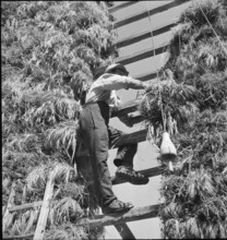 WW 2: grain crop, harvest in Tschamut 1941