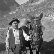 Heidenwein: mule at vintage, 1956