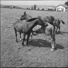50th Marché-Concours Saignelégier, pasture, 1953