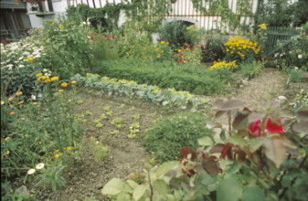 Flower and vegetable garden, biological plants