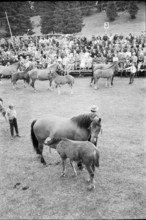 62nd Marché-Concours Saignelégier, mare and foal, 1965