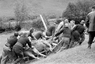 Landslide, Marbach LU 1969: recovering a dead cow