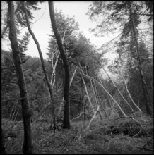 Landslide area Gurnigelwald, damaged wood; 1951