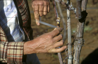Wine growing, South Africa 1985
