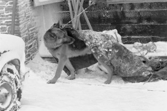 Reckingen: avalanche dog having a break; 1970