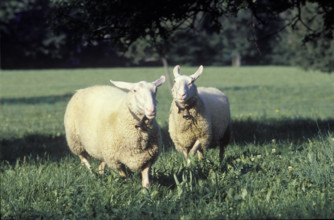 Sheep at pasture