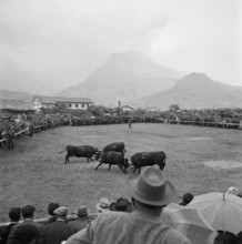 Cow fights in the Valais, 1957