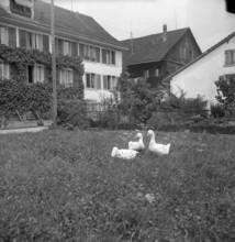 Geese in Hombrechtikon; 1946