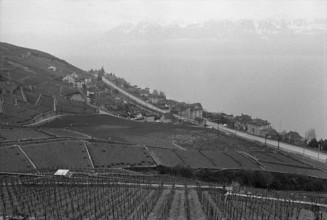 Vineyard near Villette in the countryside of Lavaux, 1972