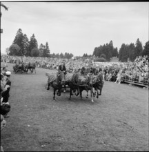 53rd Marché-Concours Saignelégier, chariot race, 1956