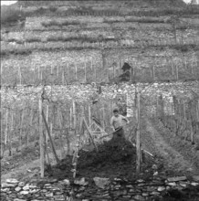 Aerial cableway in a vineyard near Saint-Léonard, 1961