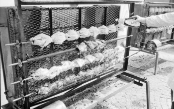 62nd Marché-Concours Saignelégier, chicken on skewer, 1965